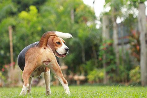 Balanopostitis En Perros Causas S Ntomas Y Tratamiento Vida Con 104328