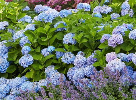Will Coffee Grounds Turn Your Hydrangeas Blue?