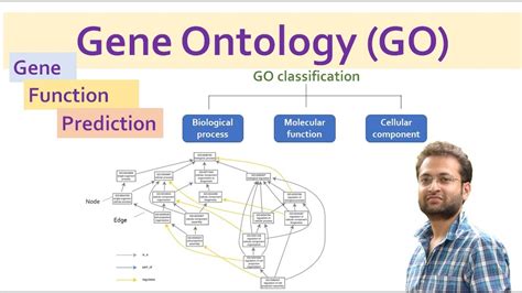 Gene Ontology Go Gene Function Prediction And Classification Youtube