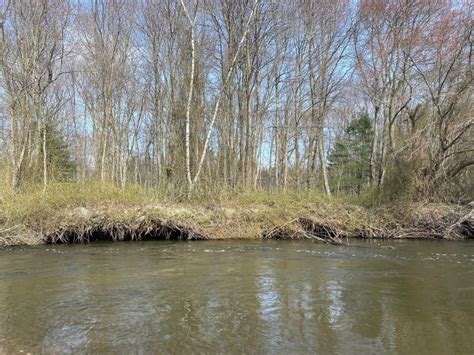 Close Up Shot Of A River After Rain With Naked Trees In Background Stock Image Image Of