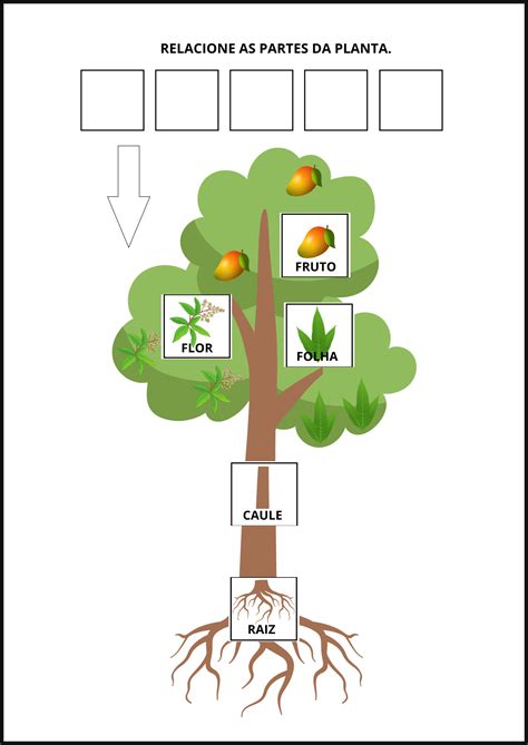Partes Da Arvore E Suas Funções - Partes De Plantas E Suas Funcoes Para Criancas Complete As Partes Da