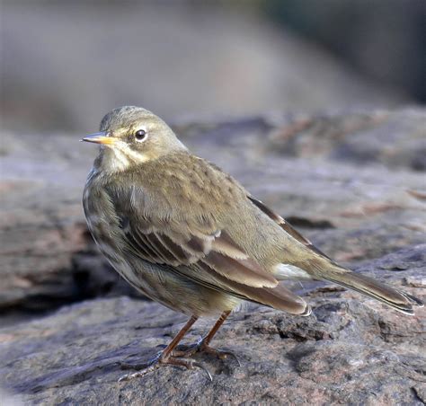 Details Rock Pipit Birdguides