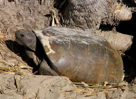 gopher tortoise north port fl