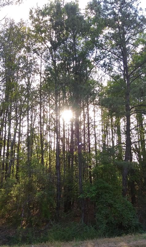 Southern Forests Are Disappearing Luverne Journal Luverne Journal