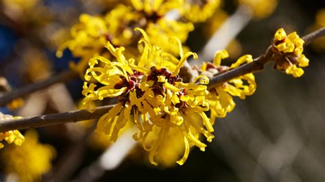 Skin Types That Can Benefit From Using Witch Hazel