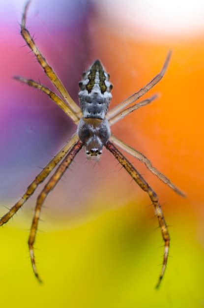 Premium Photo Spider In Its Habitat