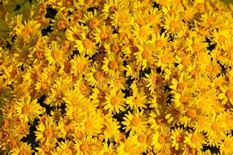 Bushes Of Yellow Globe Shaped Chrysanthemum Stock Image Image Of