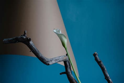 Can Calla Lilies Be Planted Outside and How to Grow Them