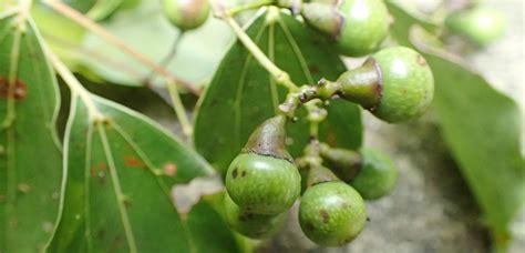 Camphor Tree Swire Properties