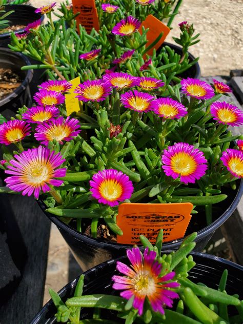 Delosperma --Hot Pink Wonder Ice Plant-- - Nursery Lockhart – Lone Star