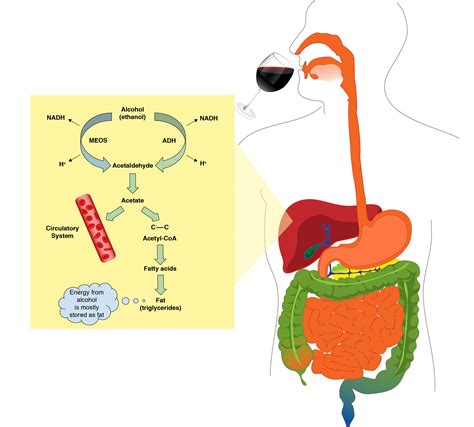 Alcohol Metabolism – Human Nutrition 2e