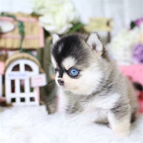 Teacup Pomsky Puppies