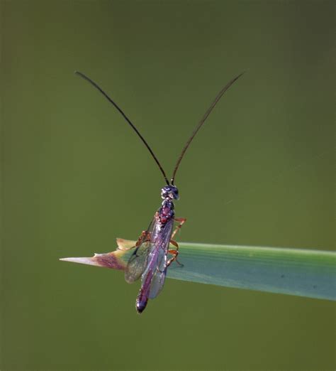 Wasp Week — Life in a Southern Forest