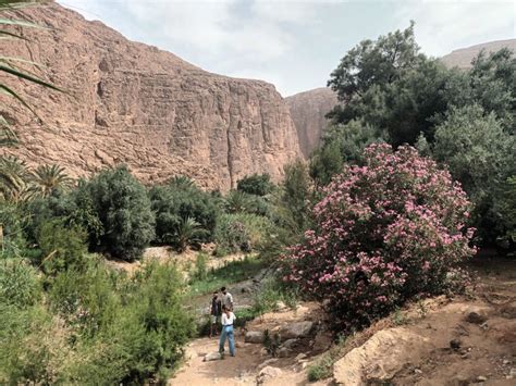 Paseo En Camello Al Atardecer En El Desierto De Agafay Desde Marrakech