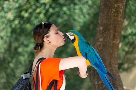 Girl With Parrot Stock Photos Royalty Free Girl With Parrot Images