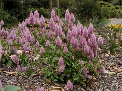 Ptilotus Joey Pink Mulla Mulla Ptilotus Exaltatus Joe Flickr