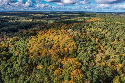 Bird's-Eye View Photograph of a Forest · Free Stock Photo