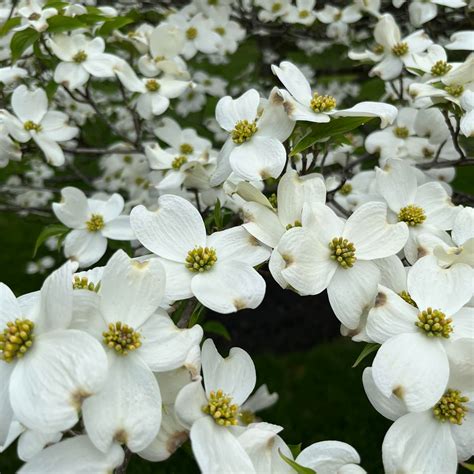 The Chosen - You ready whenever? #itstime | Facebook