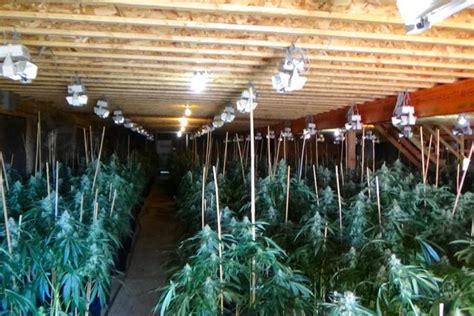 Police Bust 3 9 Million Illegal Cannabis Grow Op In Northumberland