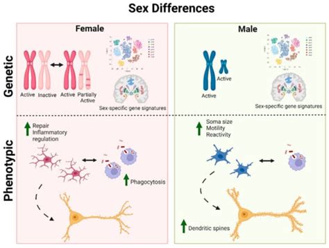 Complexity Of Sex Differences And Their Impact On Alzheimers Disease