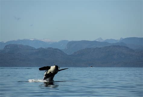 breaching-orca | Spirit of the West Adventures