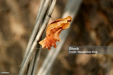 Common Rose Pupa Hungund Karnataka Stock Photo - Download Image Now ...