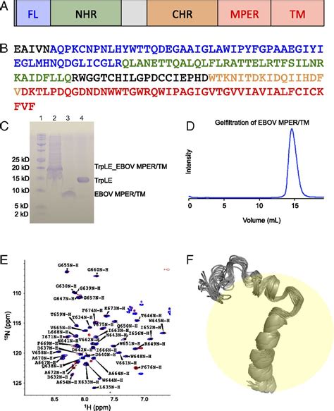 Structure Of The Ebola Virus Envelope Protein MPER TM Domain And Its