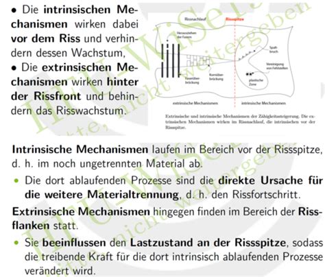 Bionik Skript 5 Glasschwamm Karteikarten Quizlet