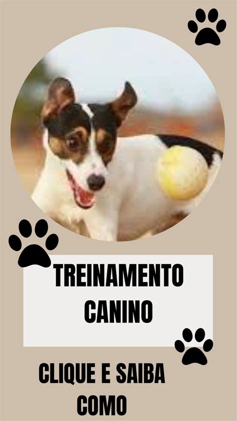 COMO TREINAR SEU CACHORRO Cachorro Adestramento de cães Cães