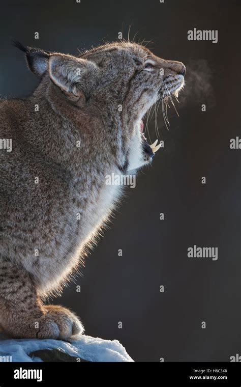 Eurasian Lynx Lynx Lynx Yawning Germany Stock Photo Alamy