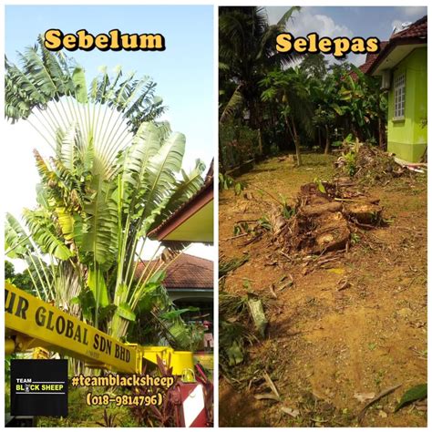 Perkhidmatan Tebang Pokok Tebang Pokok Terengganu Facebook