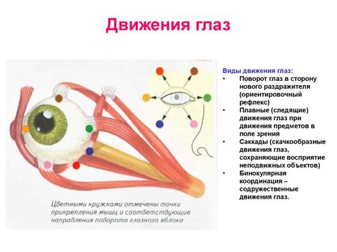 Зрительная сенсорная система - презентация онлайн