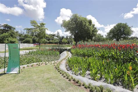 Recife Inaugura Jardins Filtrantes No Parque Do Caiara Local Diario