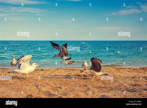 Marine Landscape Desert Beach With Calm Sea And Blue Sky Seagulls On