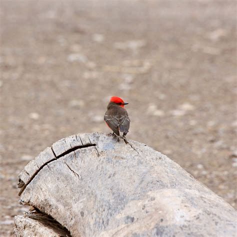 Vermilion Flycatcher - Bird Watching Academy