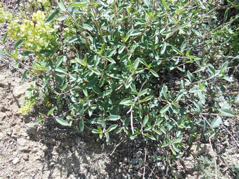 Ziziphora clinopodioides - Изображение особи - Плантариум