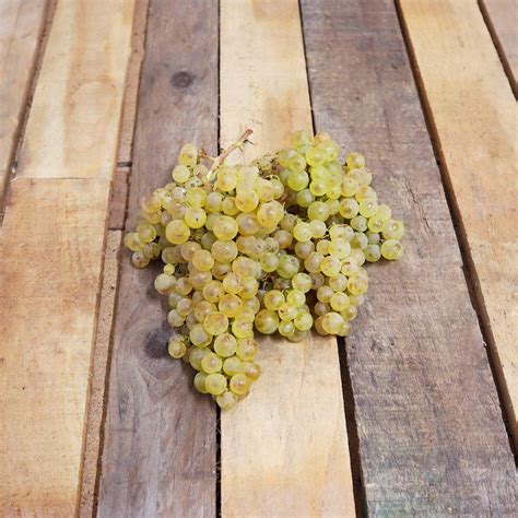 Raisin Chasselas Graines D Ici