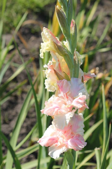 Гладиолус Рубин В Изумруде Лучшая Фото Подборка