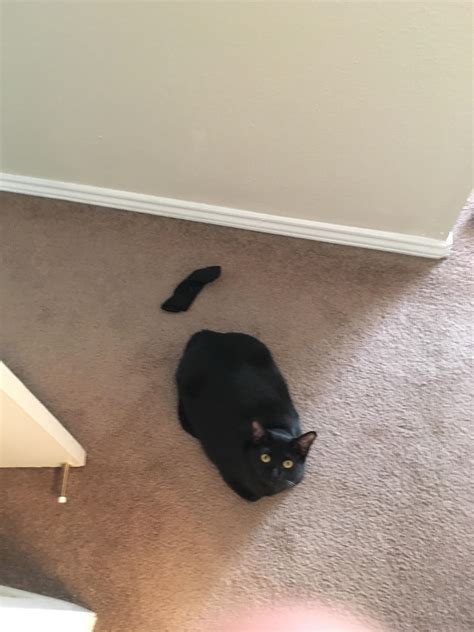 My cat’s tail fell off! : r/misleadingthumbnails