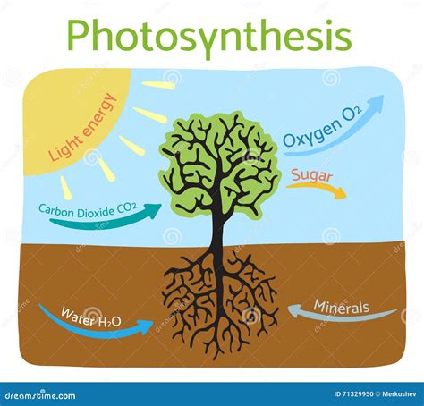 Diagrama De Proceso De La Fotosíntesis Ejemplo Esquemático Del Vector Ilustración Del Vector