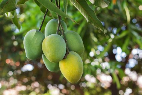 4 Tanaman Mangga Penjelasan Klasiikasi Budidaya Dan Manfaat