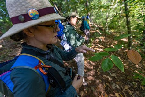Beech Leaf Disease Is Spreading Rapidly In Massachusetts