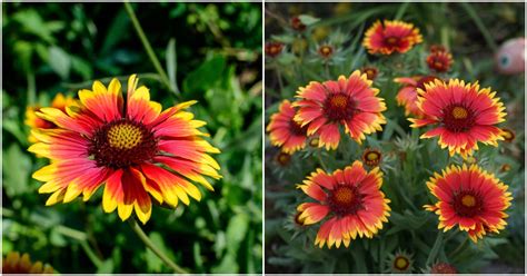 7 Reasons To Grow Blanket Flower Gaillardia The Perennial That
