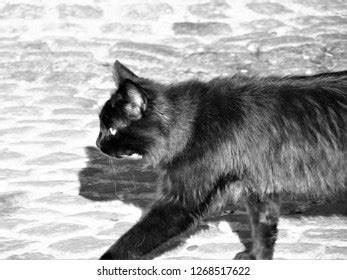 Cute Black Pussy Stock Photo 1268517622 Shutterstock