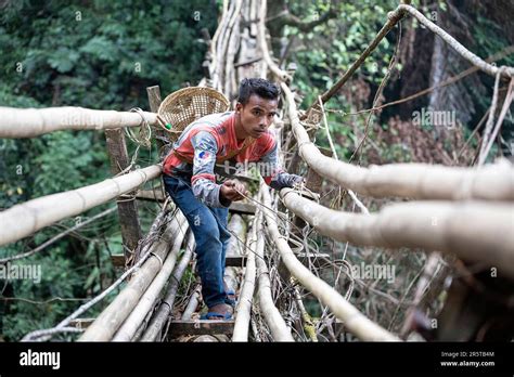 Locals Repairing Rangthylliang Handmade Living Root Bridge In