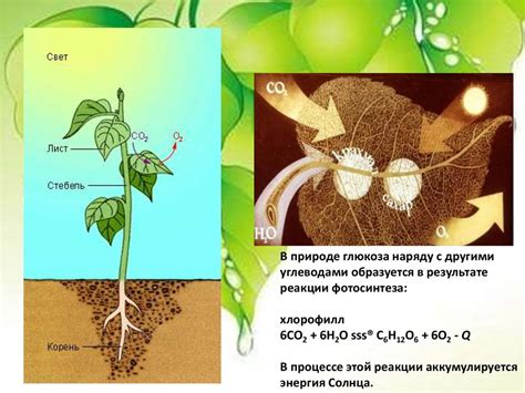 Глюкоза - презентация онлайн