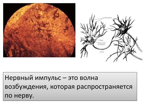 Координация и регуляция - презентация онлайн