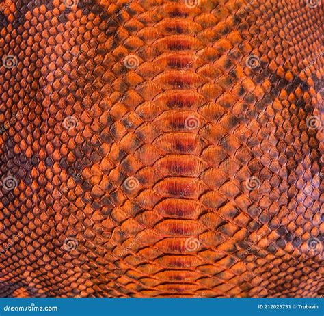 Snake Skin Background Stock Image Image Of Patterned 212023731