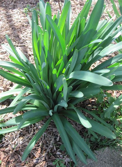 PlantFiles Pictures Lycoris Species Magic Lily Naked
