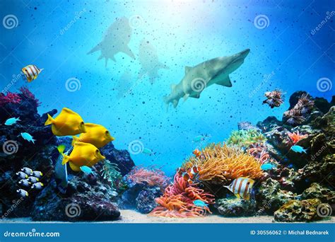 Koi Fish Underwater Royalty Free Stock Photography